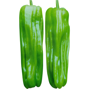 早熟辣椒种子种薄皮大果泡椒种籽青椒皱皮虎皮椒春季蔬菜种子四季