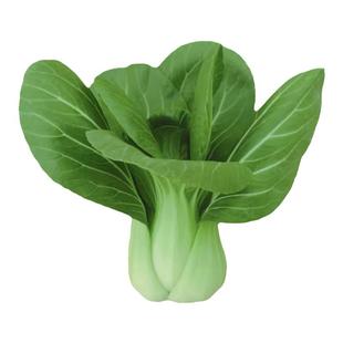 小青菜四季油菜种子上海青种籽蔬菜种籽孑冬天大全矮脚黑叶苏州青