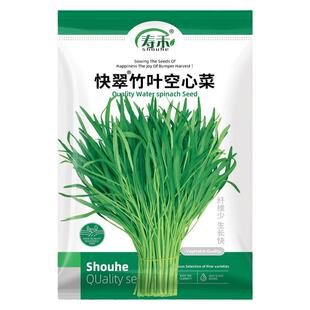 翠绿竹叶空心菜种子种籽苗四季菜苗江西春季柳叶菜籽水孑籽种菜种