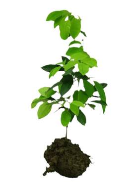 正宗八月瓜苗四季种植上架大苗