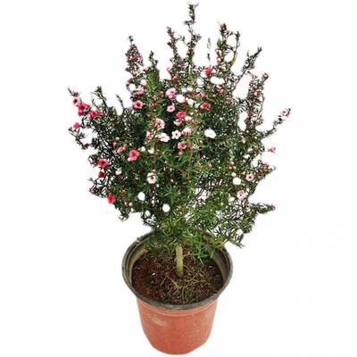 松红梅盆栽花卉植物室内外观赏绿植盆景松红梅树苗庭院适种花期长