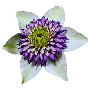 铁线莲爬藤植物无刺重瓣大花攀爬耐寒庭院爬墙花卉阳台盆栽带花苞