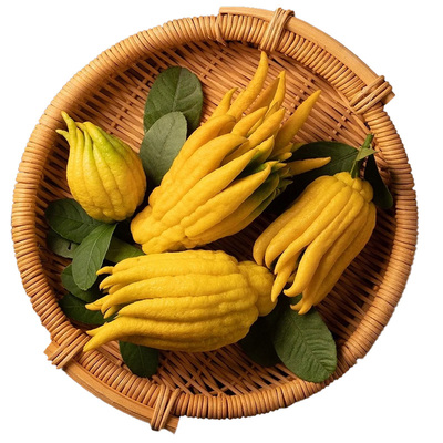 【现摘现发】可食用可观赏绿植