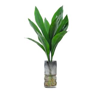 一叶兰水培植物盆栽室内好养绿植客厅办公室桌面懒人水养鲜花花卉