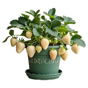 白草莓苗盆栽冬季淡雪带果花带盆土四季奶油草莓秧苗粉玉阳台种植