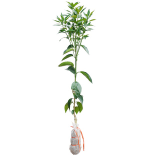 沃柑树苗广西武鸣嫁接果树无核091带叶子纯甜无籽包邮