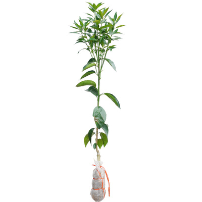 嫁接无核091沃柑果树苗