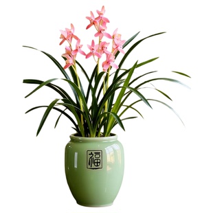 兰花盆栽带花苞特大号墨兰建兰朱德素室内阳台浓香型花卉四季好养