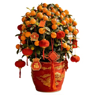 四季金桔树树苗盆栽室内客厅橘子树可食用带果年橘可食用花卉绿植