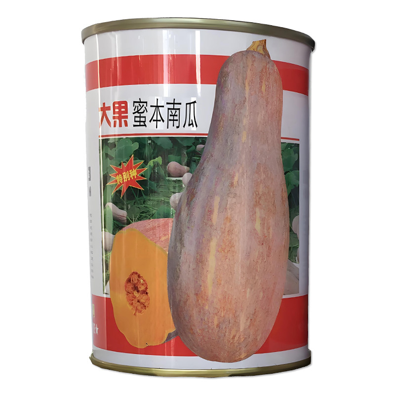 大果蜜本南瓜种子蔬菜种子籽