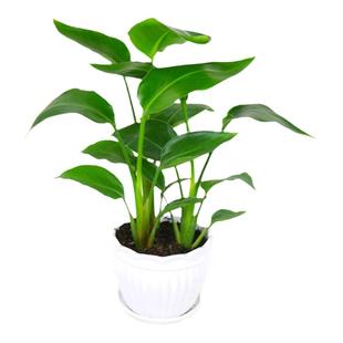 网红天堂鸟盆栽室内大型植物鹤望兰客厅办公室大盆栽绿植天堂鸟苗