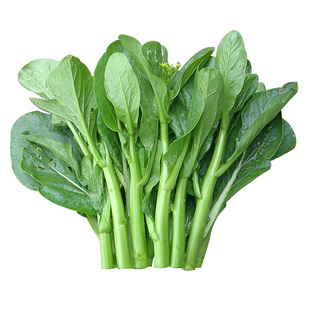 南方四季广东四九菜心种子春秋冬季油菜青菜种籽农家盆栽蔬菜种孑