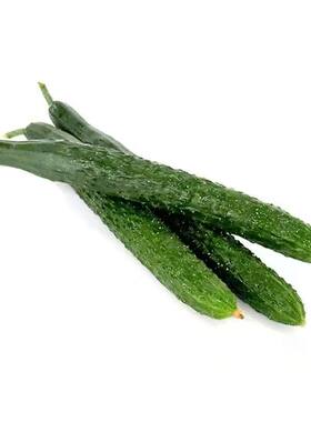 优质黄瓜苗各种瓜苗易种植好成活