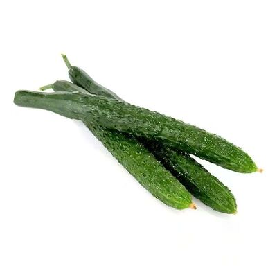 优质黄瓜苗各种瓜苗易种植好成活