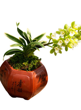 凤凰冠兰花盆栽植物矮种