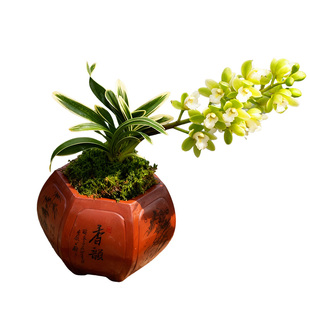 凤凰冠兰花盆栽植物矮种名贵花卉金边凤凰冠兰草室内盆景兰花苗带