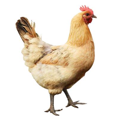 农家散养产蛋新鲜活体土鸡