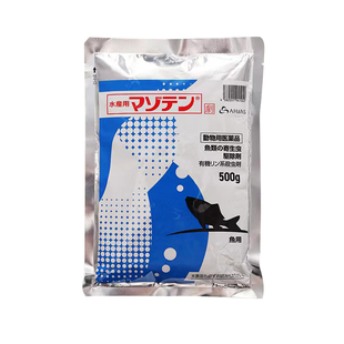 日本马素田锦鲤金鱼专用