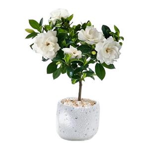 栀子花小树浓香耐阴喜水好养