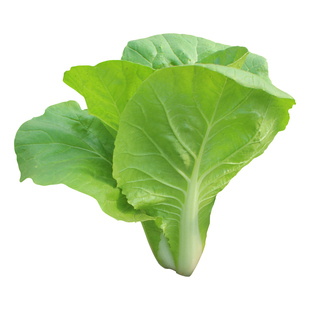 奶油快菜种子菜籽四季种籽小白菜蔬菜青菜孑籽种适合冬天种的菜种