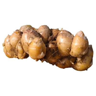 当季沙姜新鲜现挖双窖特产山奈