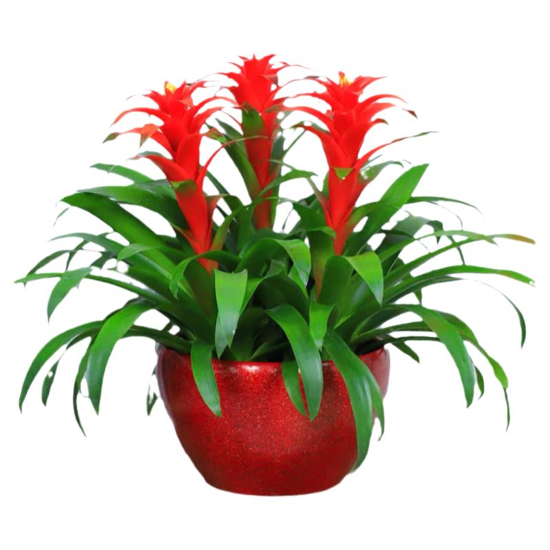 春节花卉春节花卉开业乔迁