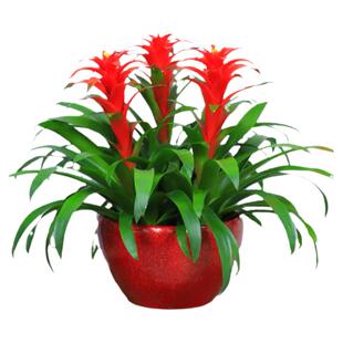 春节花卉室内绿植物红运当头开业送礼乔迁盆栽净化空气深圳包邮