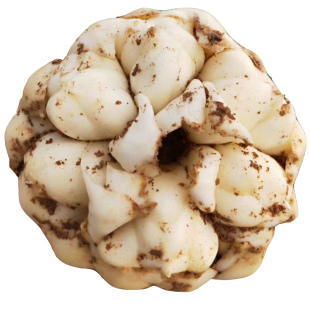 2025年新鲜大百合可制干顺丰3斤5斤宜兴特产现挖优质食用微苦百合