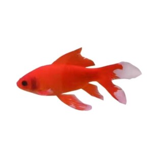 血红冷水鹦鹉鱼观赏鱼耐寒冷水鱼好养耐活草金鱼黑眼葡萄眼淡水鱼