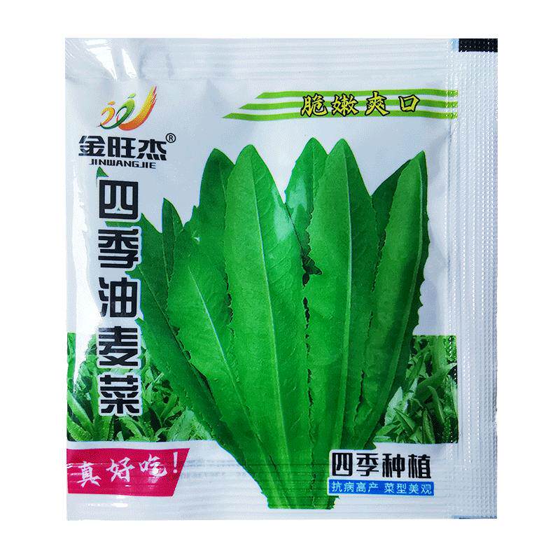 油麦菜种子四季播青菜种籽孑阳台盆栽莜麦菜蔬菜孑春季菜种大全