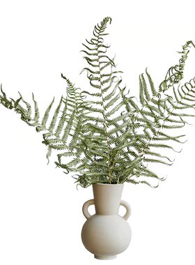 muzhi天然大蕨叶干花叶类装饰