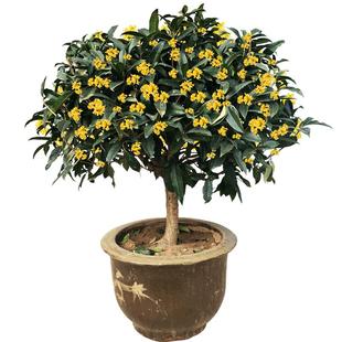 桂花树苗盆栽阳台室内花卉绿植嫁接丹桂日香桂金桂八月桂庭院种植