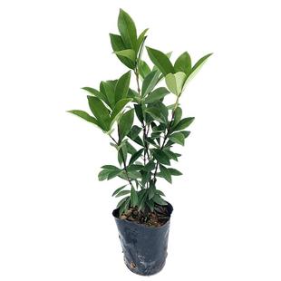 樱桃树苗巴西甜樱桃黑果扁圆原杯带土带叶发货可盆栽地栽南方果苗