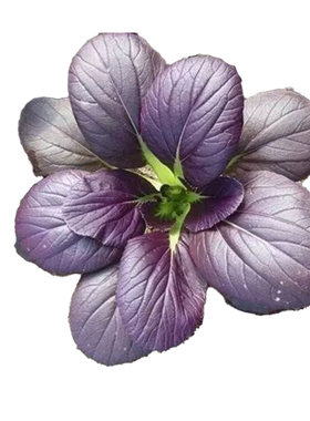 蔬菜紫油大全四季鸡毛菜