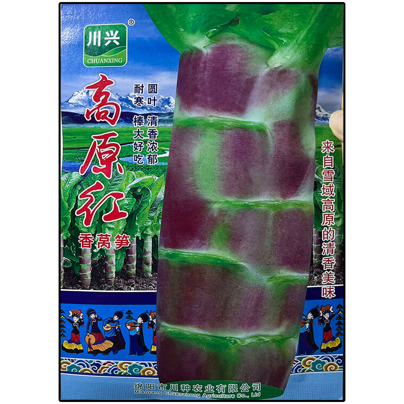 高原红圆叶香莴笋种子耐寒绿肉高