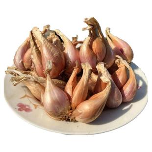 农家四季小香葱红葱头新鲜葱头干葱头盆栽种植蔬菜火葱黄葱随意插