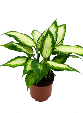 粉黛万年青盆栽室内植物吸甲醛