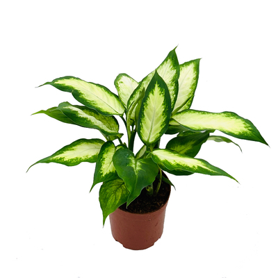 粉黛万年青盆栽室内植物吸甲醛