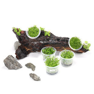 鱼缸造景水草无菌杯日本迷你爬地矮珍珠牛毛草天胡荽前后红绿宫廷
