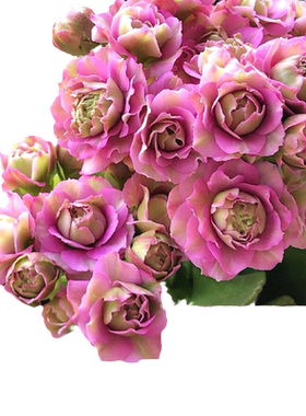 长寿花盆栽【带花发货】