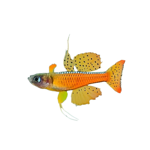 橘红燕子鱼观赏鱼霓虹珍珠鱼草缸淡水小型群游鱼热带鱼活体宠物鱼