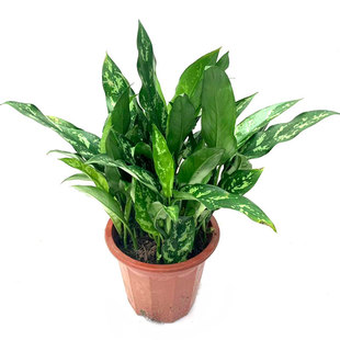 黑美人盆栽苗大万年青系列室内耐阴植物办公桌面客厅四季常青花卉