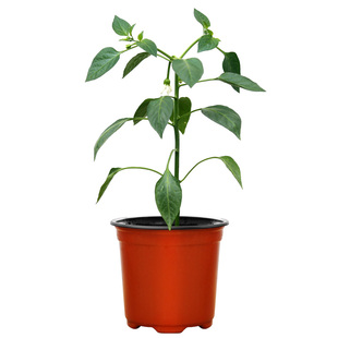 江西余干辣椒苗秧苗四季正宗农家枫树丰收余干椒种植苗本地尖椒苗