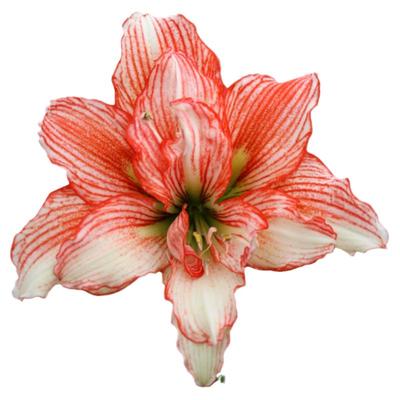 重瓣朱顶红多年生球根花卉