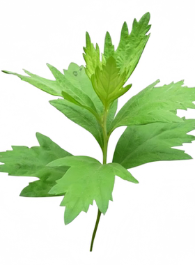 艾草种子四季驱蚊食用艾草易种植