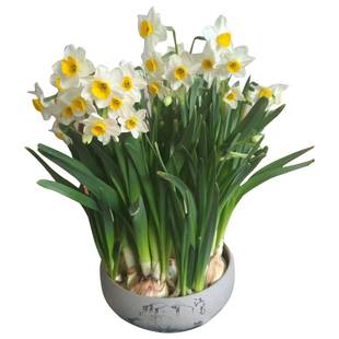 无孔景德镇青花陶瓷花盆碗莲水培植物绿萝水仙花多肉铜钱草盆包邮