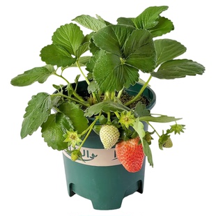 草莓苗盆栽秧苗丹东99新苗秧四季结果奶油玄玉优质脱毒种苗大果苗