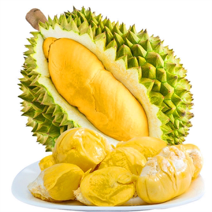 带营养杯发货榴莲嫁接果树苗金枕猫山黑刺红肉盆栽地庭院行道种植