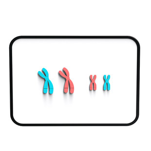 染色体磁吸式减数分裂中染色体变化模型组件高中生物DNA遗传规律染色体交叉互换中学生物学生实验器材教学