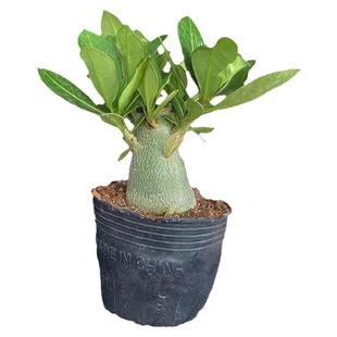 沙漠玫瑰盆栽室内室外重瓣四季盆栽耐旱好养活南北方栽植易成活花